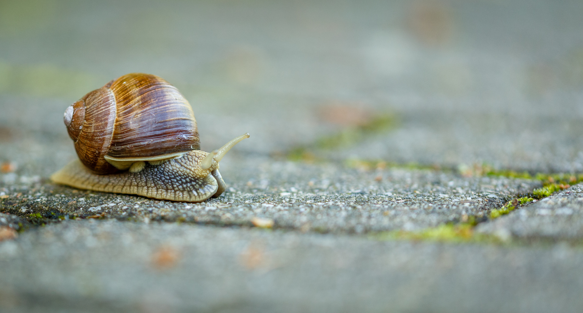 ´ne Schnecke auf der Rennstrecke...