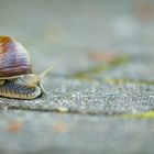 ´ne Schnecke auf der Rennstrecke...