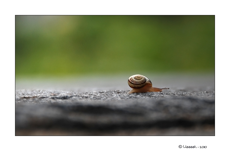 'ne Schnecke