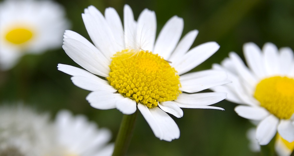 Ne schöne Blume