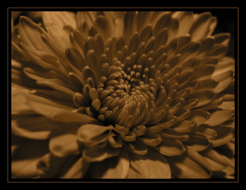 Ne Schokoblume!
