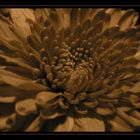Ne Schokoblume!