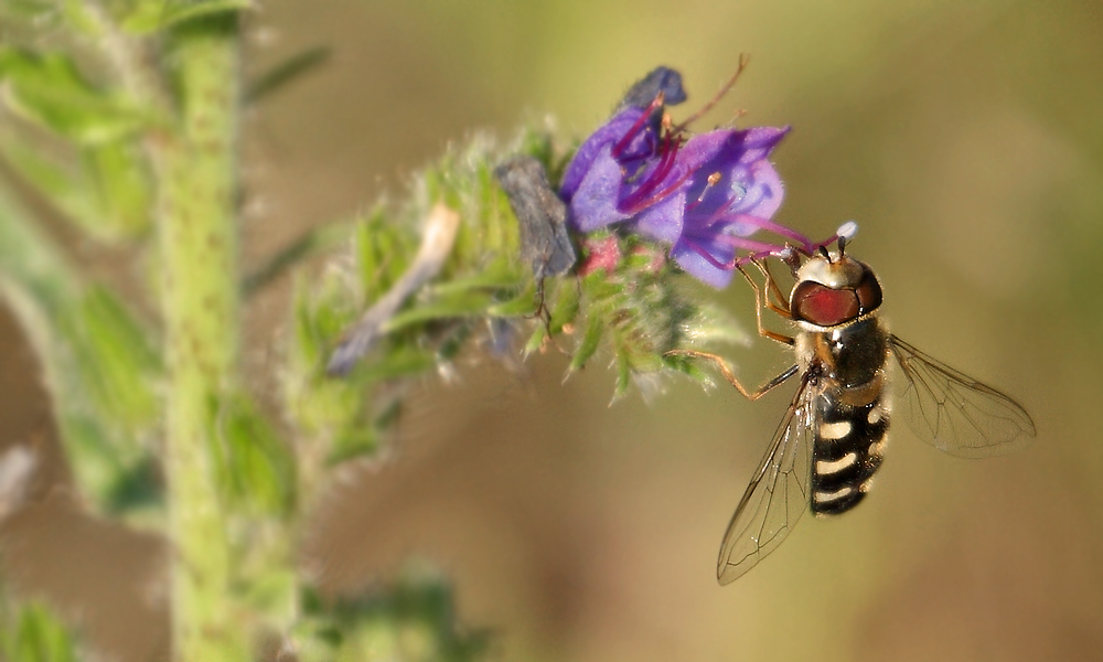 "Ne Schwebfliege oder so"