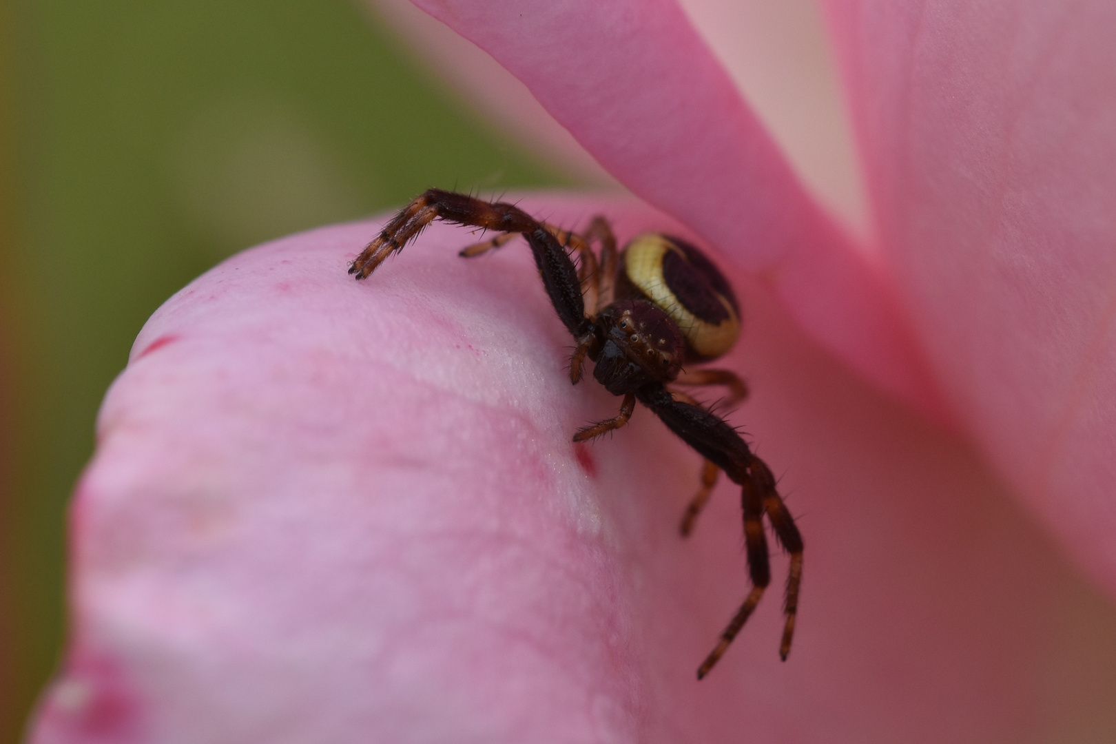 Ne vous fiez pas à ses doux yeux !