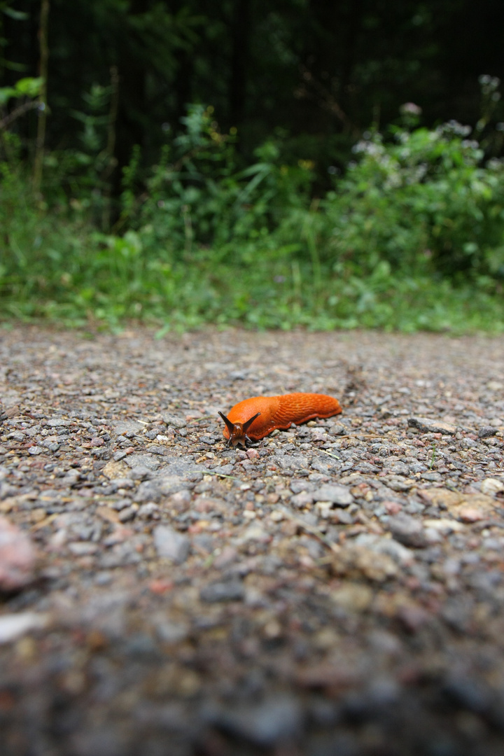 Neacktschnecke geht zum Angriff über...