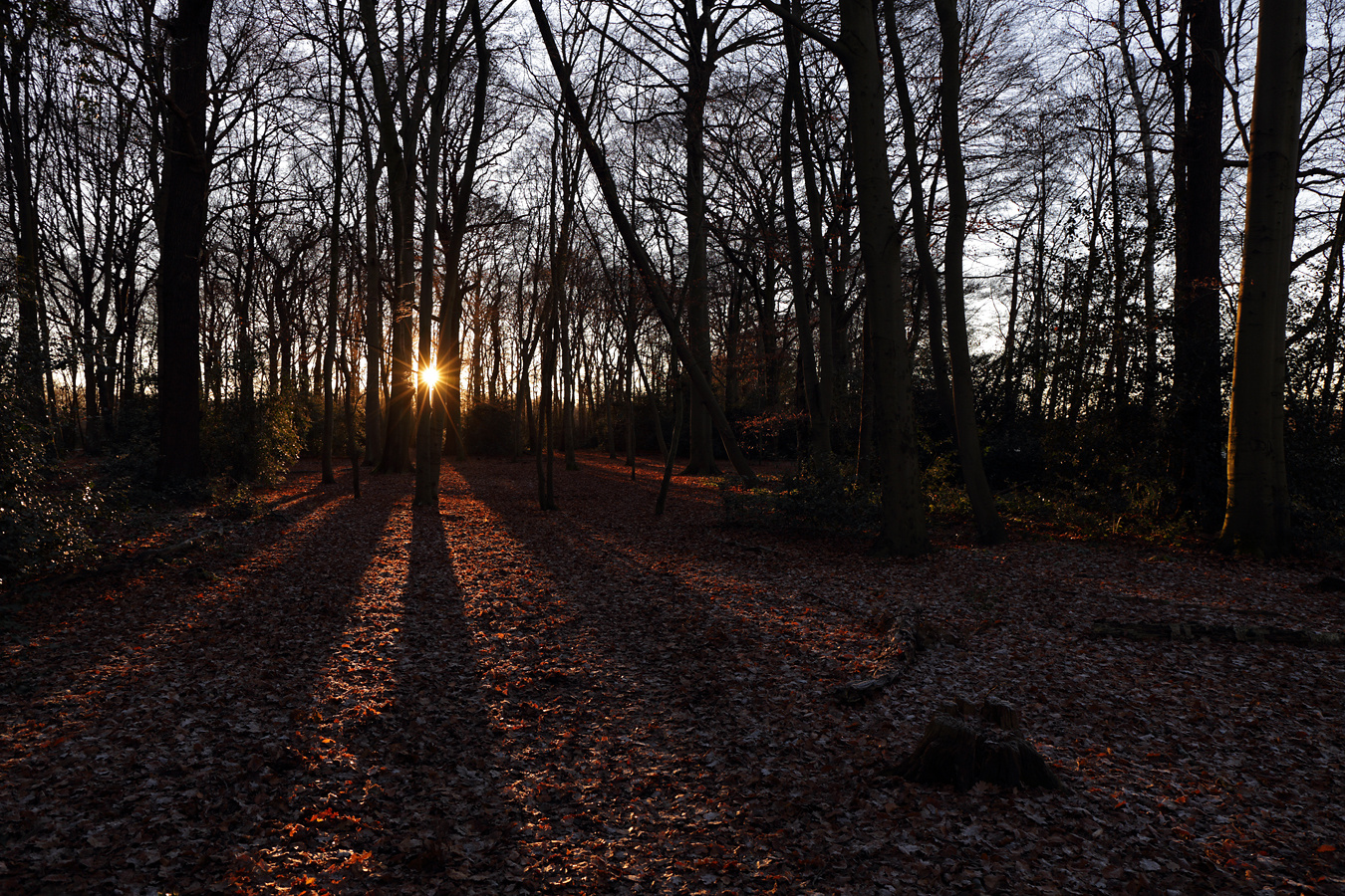 Neanderlandsteig bei Hilden