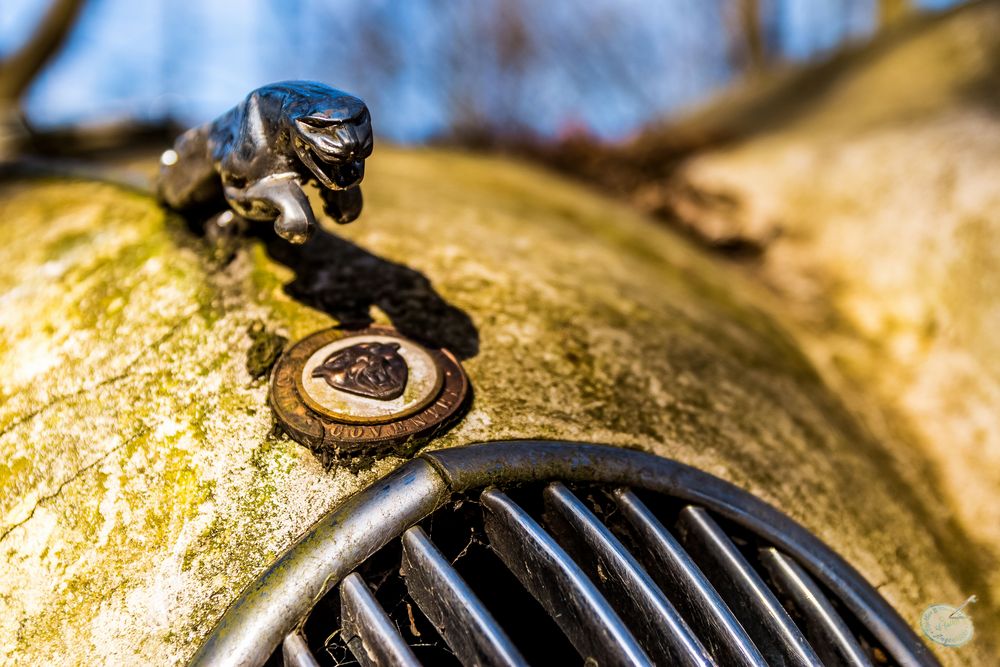 Neandertal, Erkrath -  Oldtimer von Michael Fröhlich - Jaguar