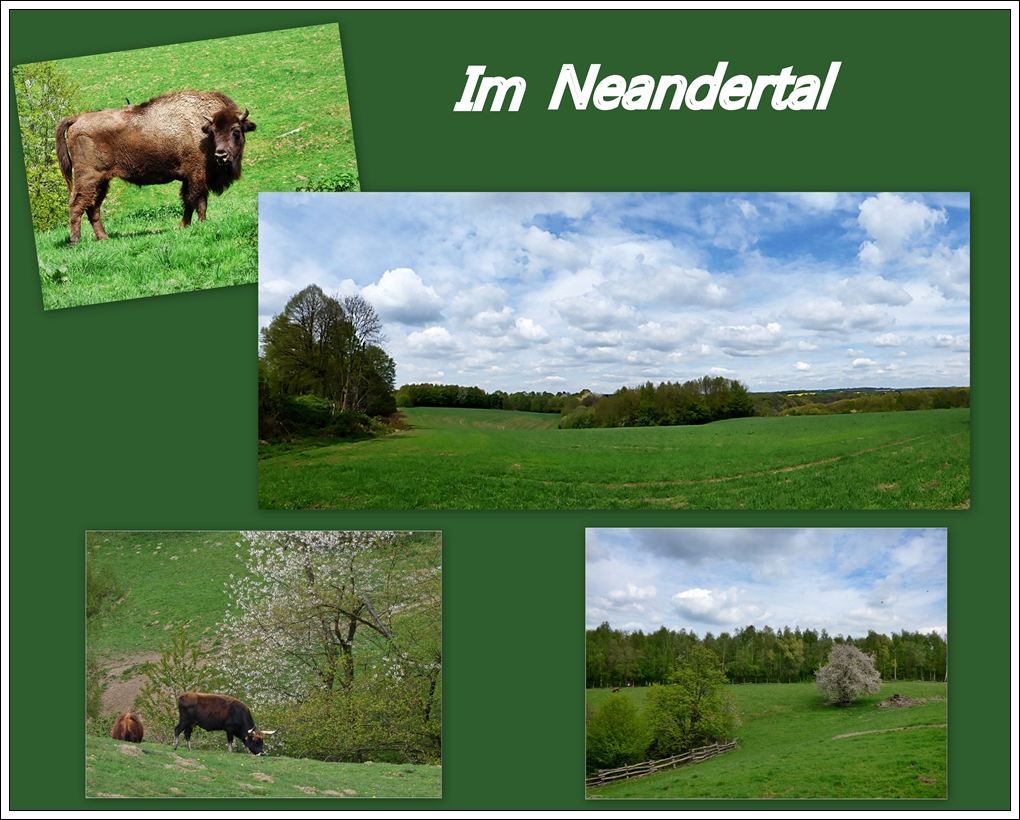 Neandertal im Mai