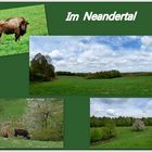 Neandertal im Mai