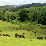 Neandertal mit Auerochsen-Herde