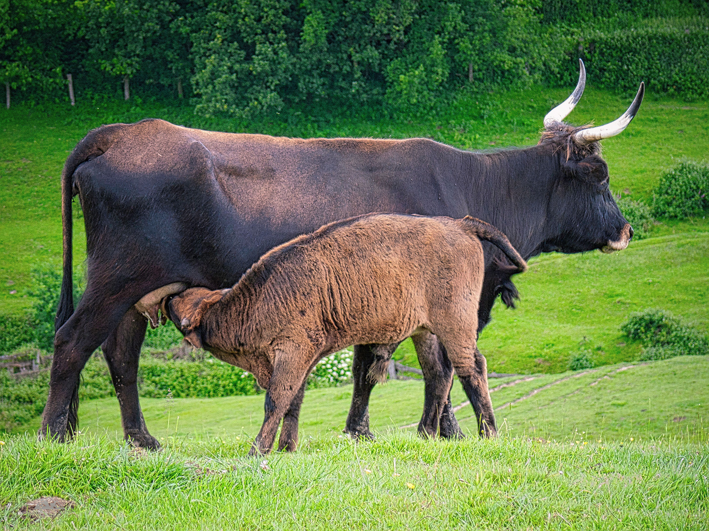 Neandertal Ur.Rind