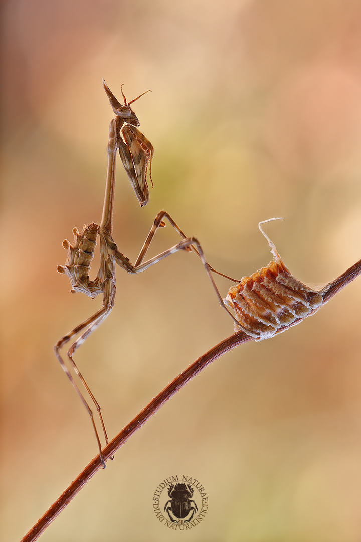 Neanide di Empusa Pennata (male)