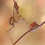 Neanide di Empusa Pennata (male)