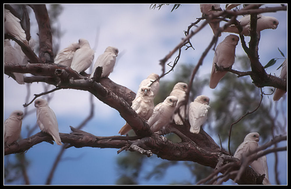 Near a Roadhouse, 1... 2... 3... no 19 Bare Eyed Cockatoos