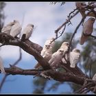 Near a Roadhouse, 1... 2... 3... no 19 Bare Eyed Cockatoos