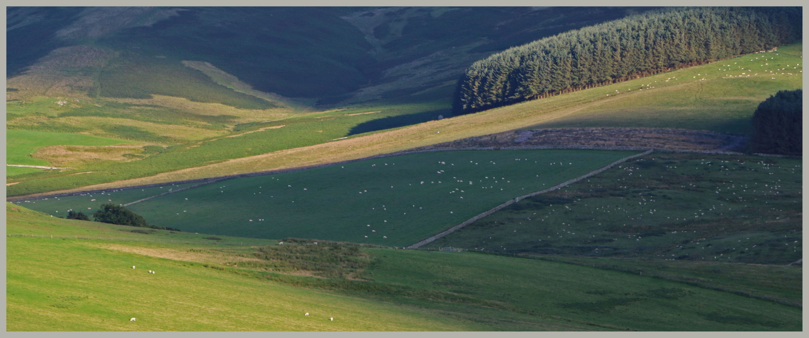 near attonburn farm Cheviot Hills