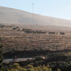 Near Bodega Bay, California