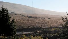 Near Bodega Bay, California