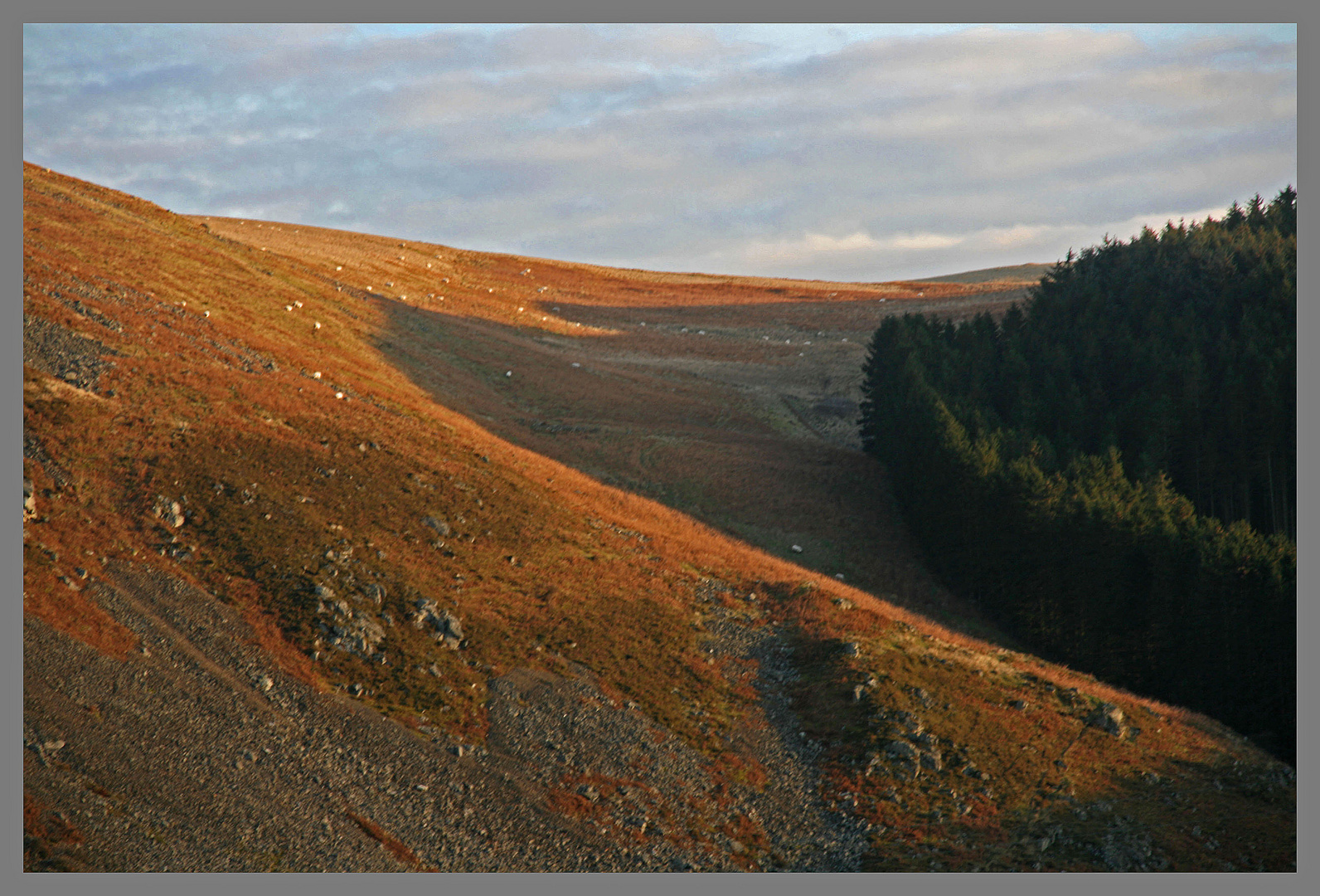 near Brough law Cheviot Hills