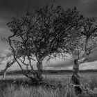 Near Crinan Ferry, Argyll, Schottland