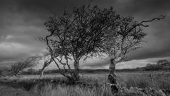 Near Crinan Ferry, Argyll, Schottland