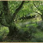 near dalehead farm