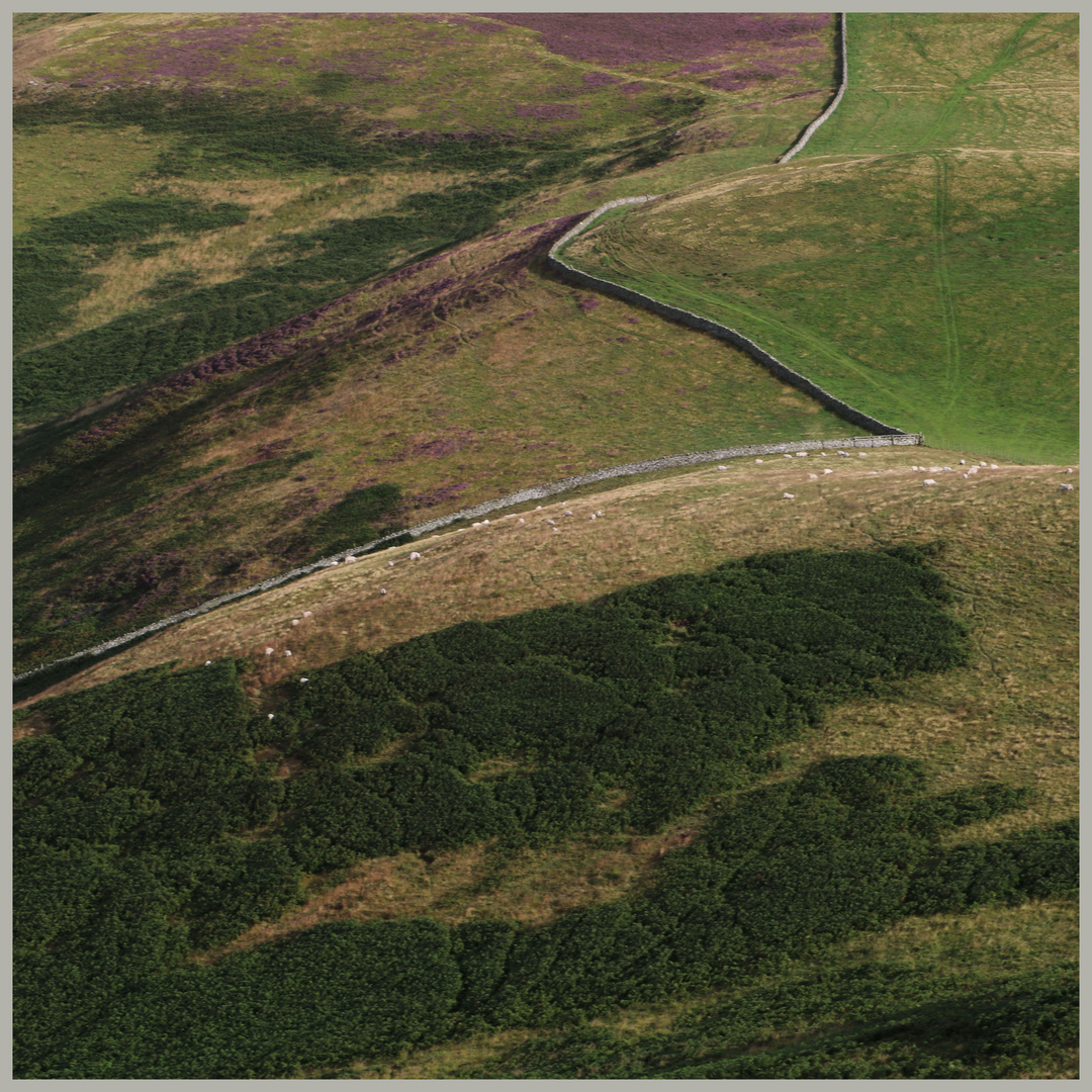 near grubbit law Cheviot Hills