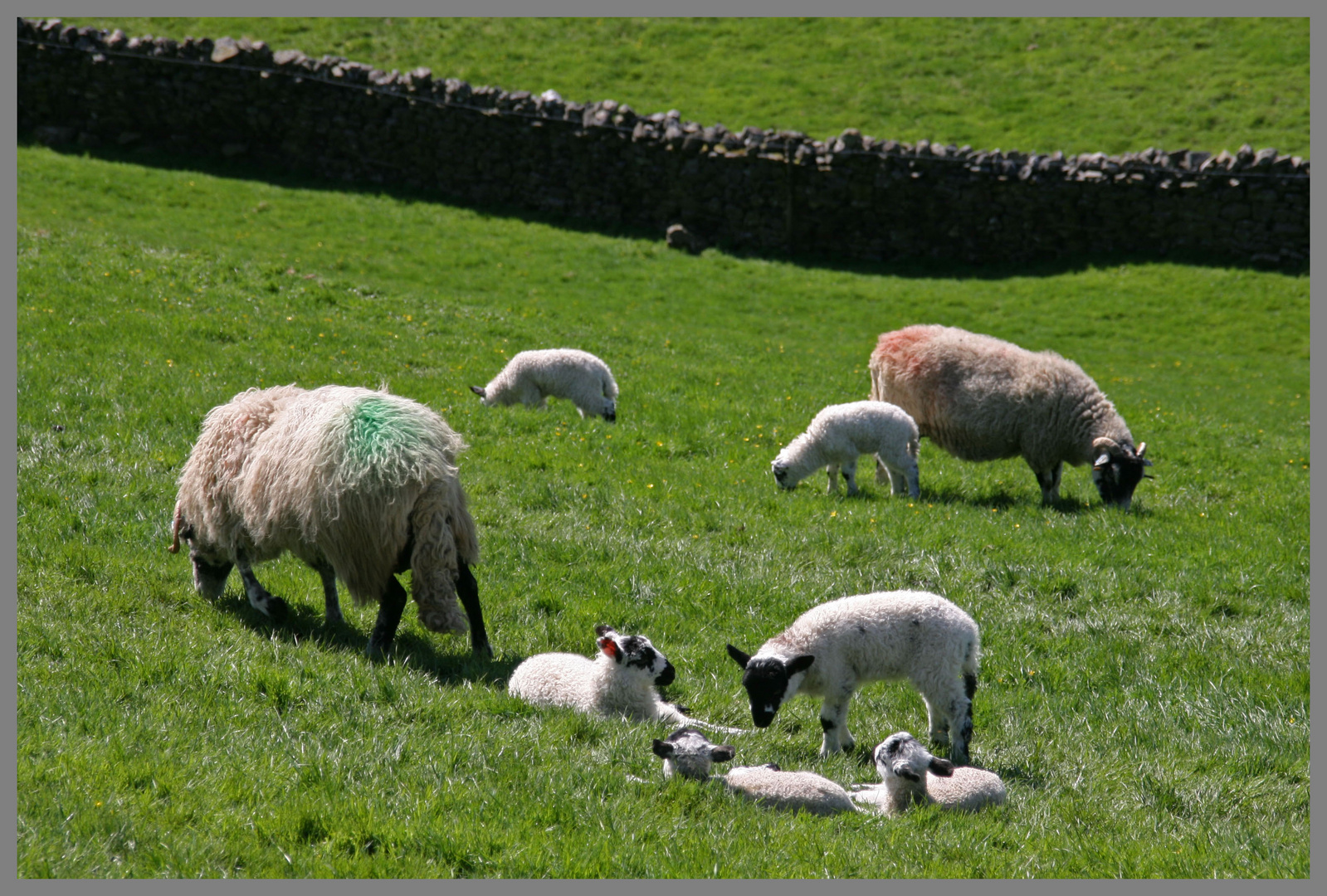 near Gunnerside Swaledale Yorkshire 3