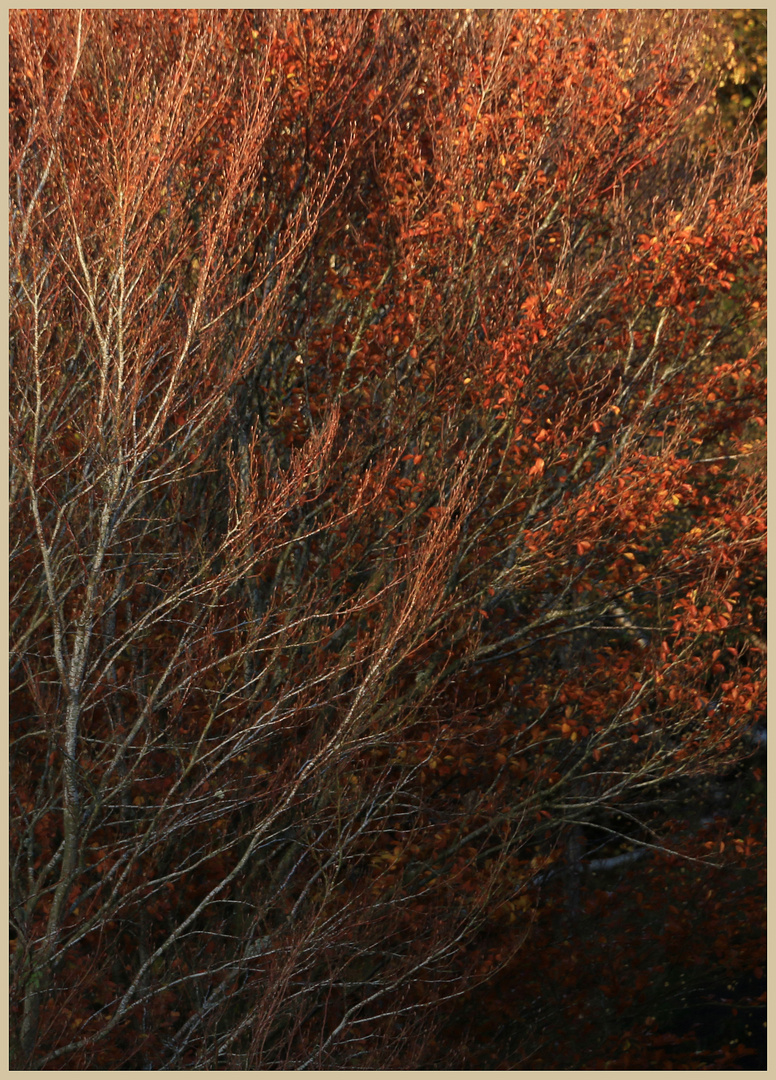 near lambley viaduct 1