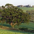 Near Littlleham (Devon)