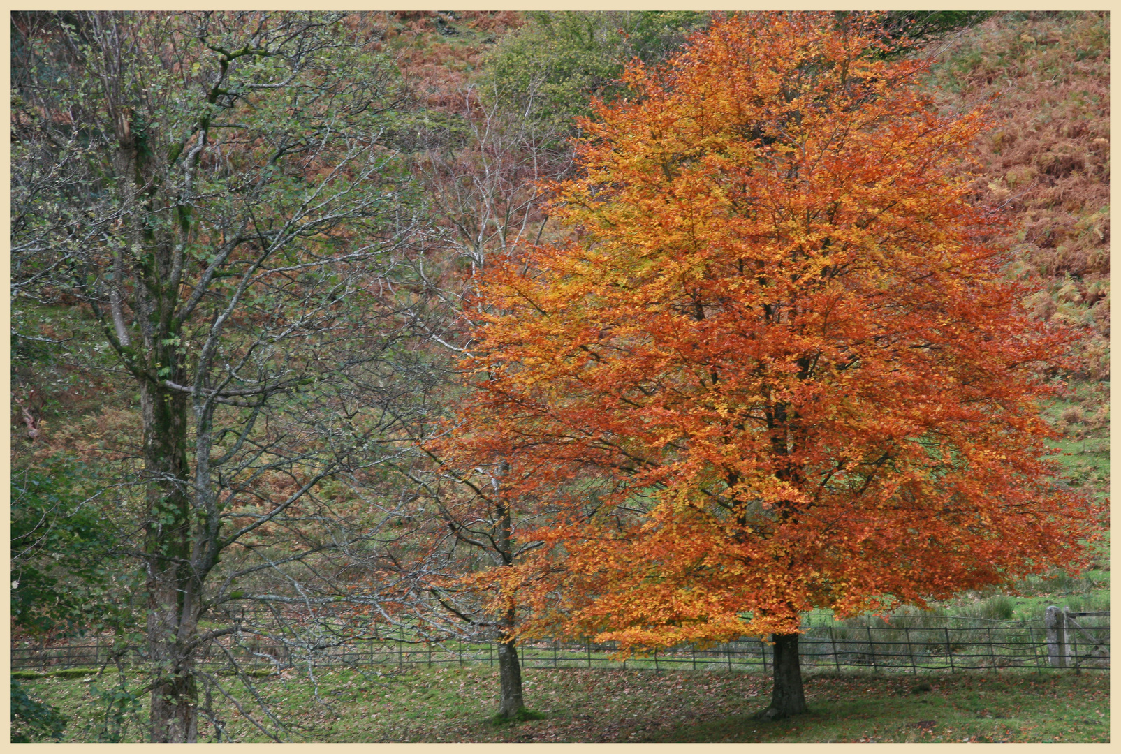 near Loughrigg tarn 6