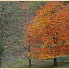 near Loughrigg tarn 6