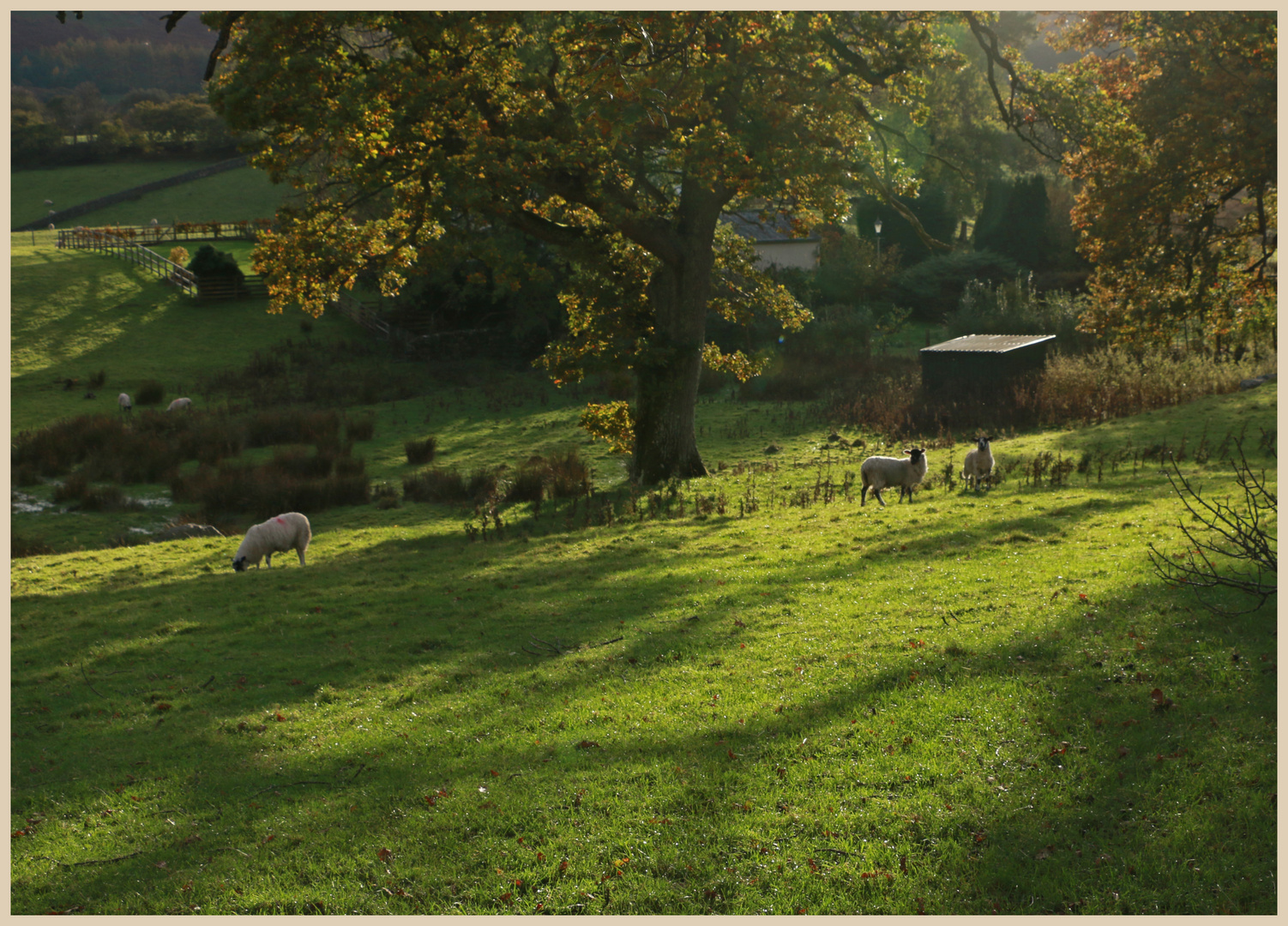 near loweswater 5