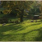 near loweswater 5