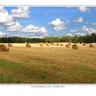 Near Red Hall, Angus, Scotland