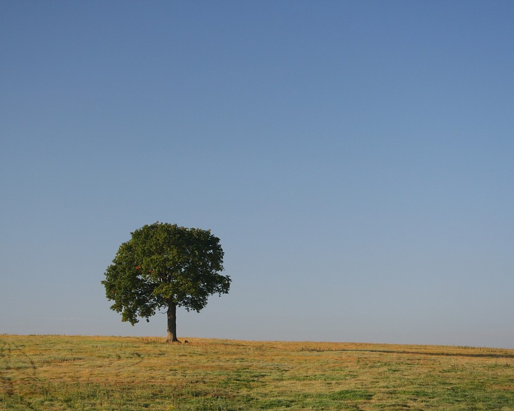 Nearby Kingsley III, Hampshire