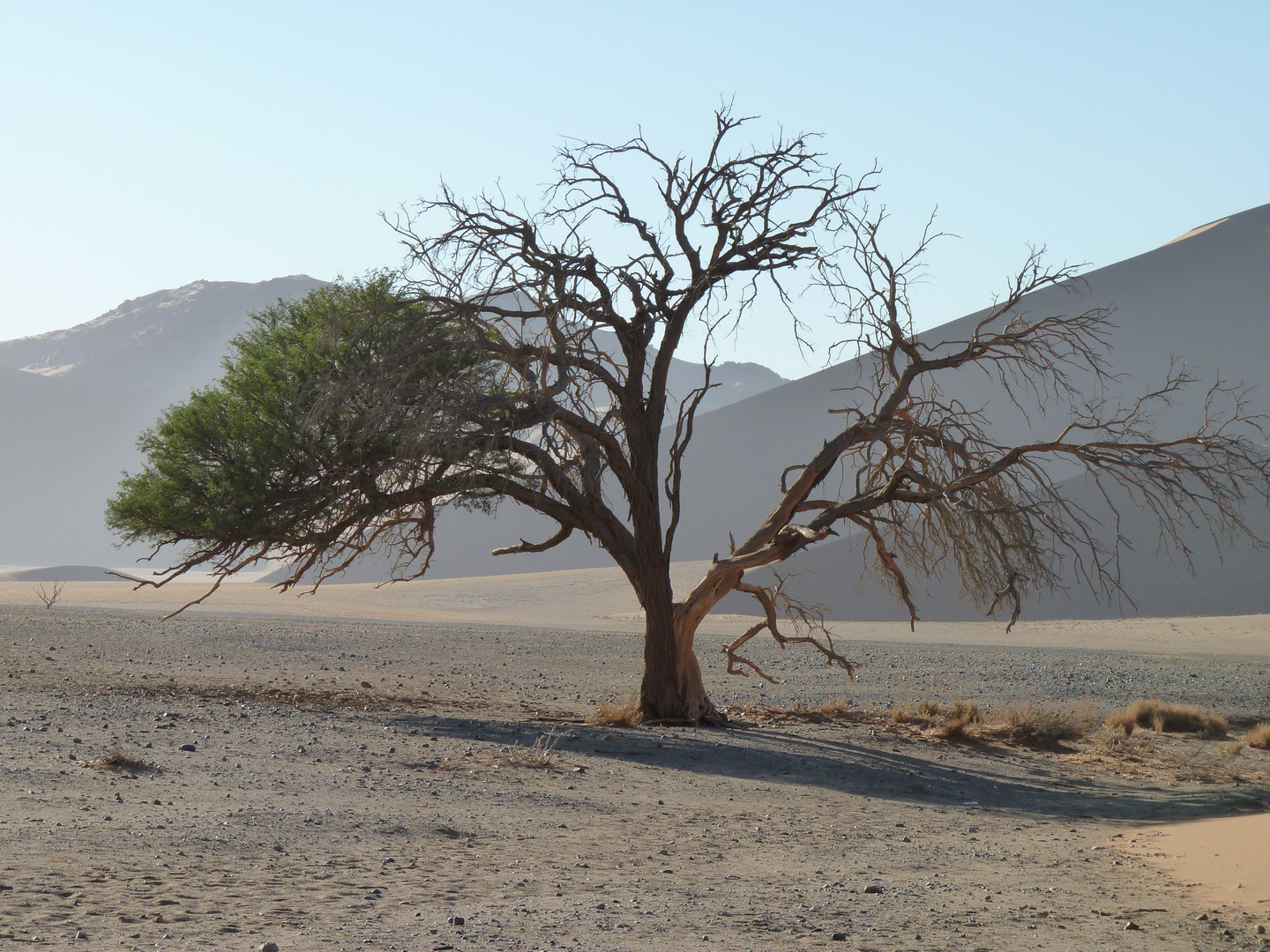 nearly dead tree, Sossusvlei, Namibia