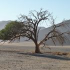 nearly dead tree, Sossusvlei, Namibia