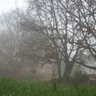 Nebbia