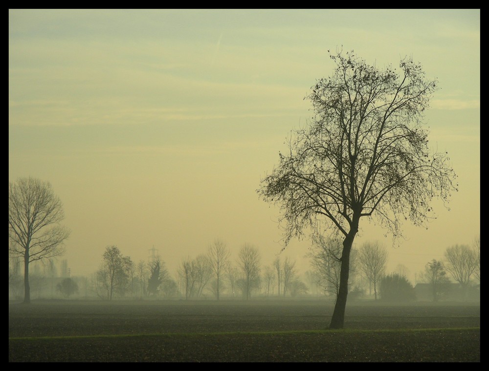 Nebbia