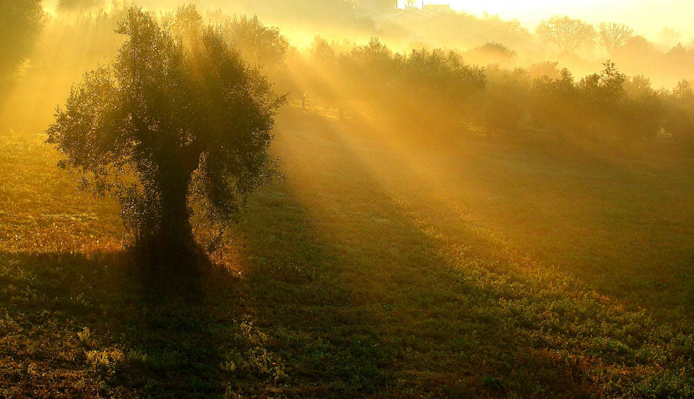 Nebbia al mattino