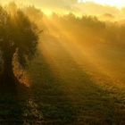 Nebbia al mattino