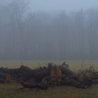 Nebbia al mattino - Nebel am Morgen.