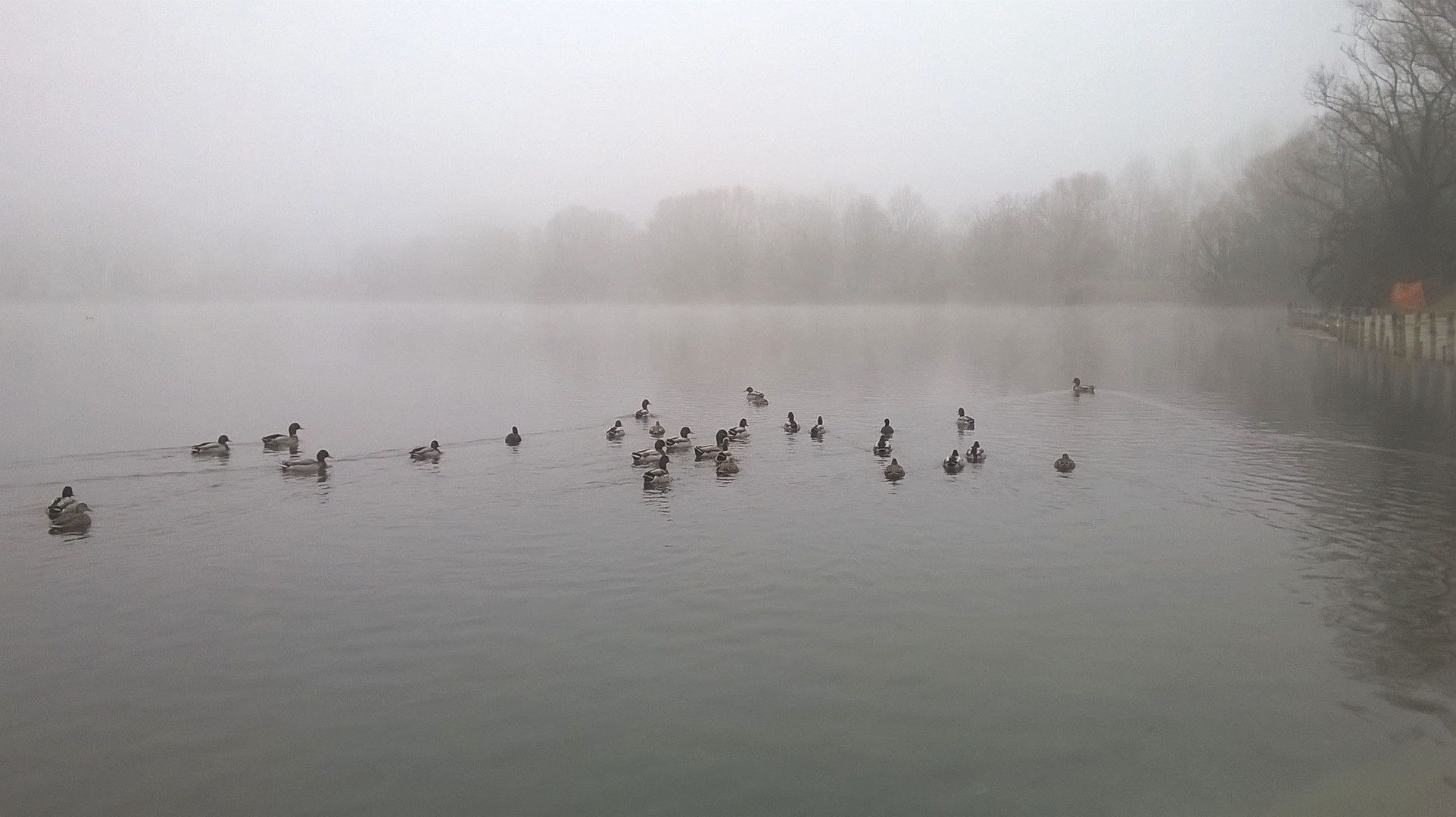 Nebbia al parco