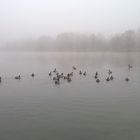 Nebbia al parco