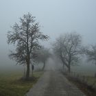 NEBBIA D'AUTUNNO