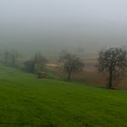 nebbia del mattino