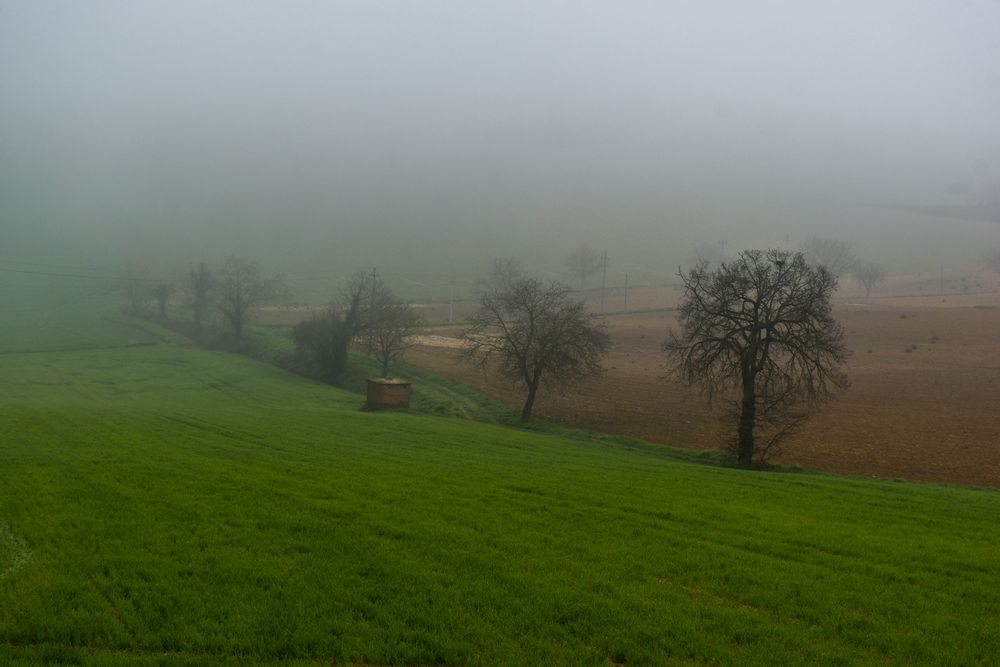 nebbia del mattino