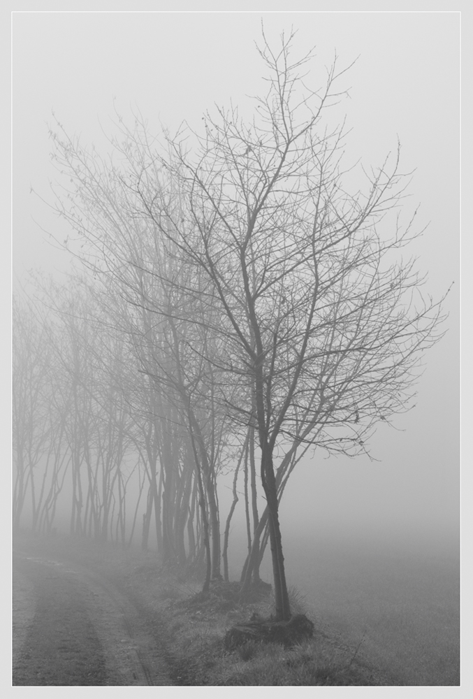 nebbia di primavera