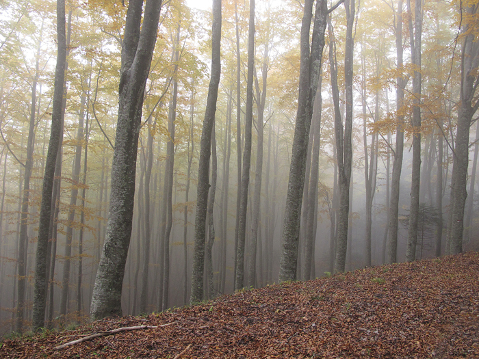 nebbia e colori